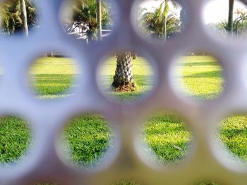 Close-up of grass