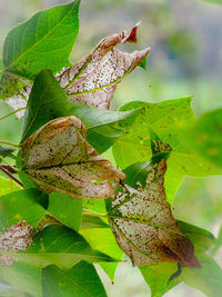 Close-up of green leaves on tree