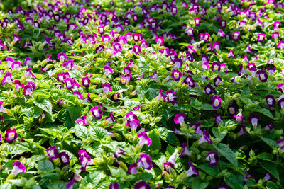 Full frame shot of purple flowering plants