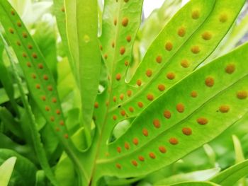 Close-up of succulent plant