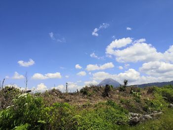 Plants on field against sky