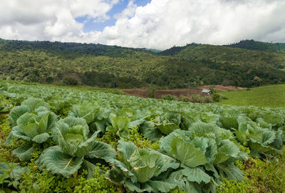 Close-up of fresh green field against sky