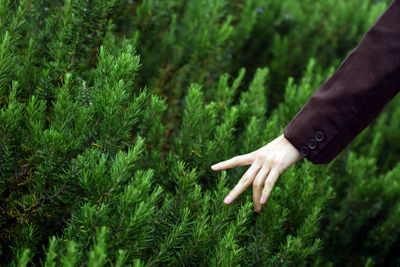 Midsection of woman hand on plants