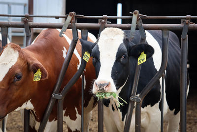 Close-up of cow