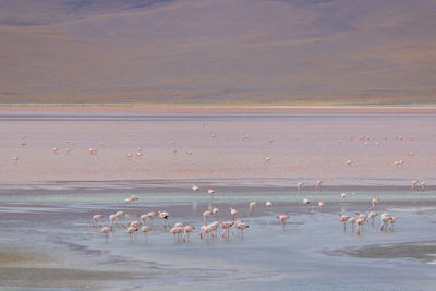 Flock of birds on beach