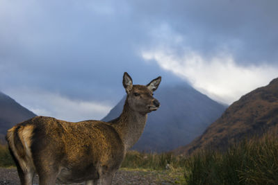 Lion standing in a field