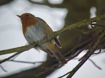 Close-up of bird perching on branch