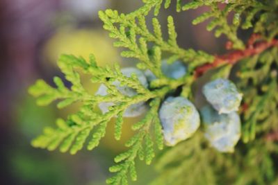 Close-up of water drops on plant