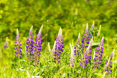 Close-up of purple flowering plants on field