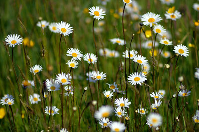 Close-up of white daisy flowers on field