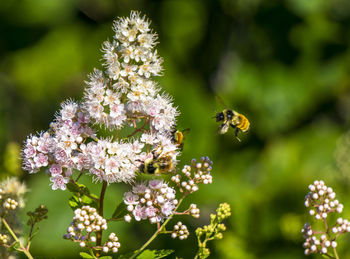 Close-up of bee pollinating on purple flower