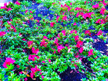 Full frame shot of multi colored plants