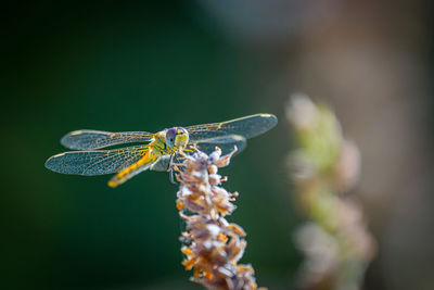 Close-up of butterfly pollinating on flower