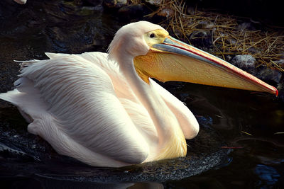 Close-up of duck swimming in lake