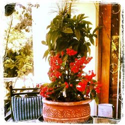 potted plant