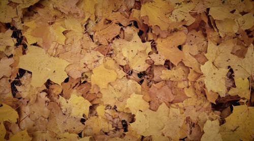 Full frame shot of yellow autumn leaves