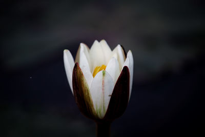 Close-up of white water lily flower.