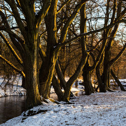 Trees in winter