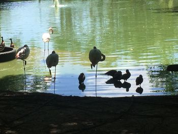 Birds swimming in lake