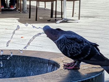 Close-up of pigeon perching on footpath