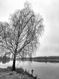 Bare tree by lake against sky