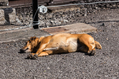 Sleeping cat on street