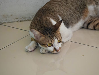 High angle view of cat resting