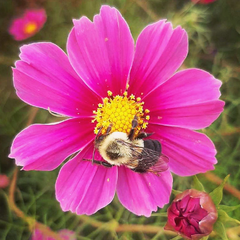 CLOSE-UP OF BUMBLEBEE ON PINK FLOWER