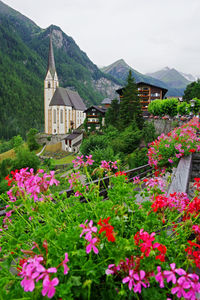 Pink flowering plants in front of building