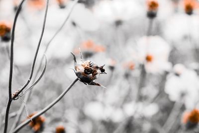 Close-up of bee pollinating flower