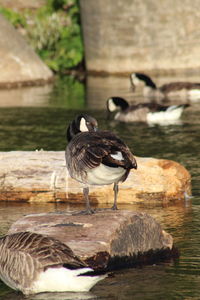 Bird perching on a lake