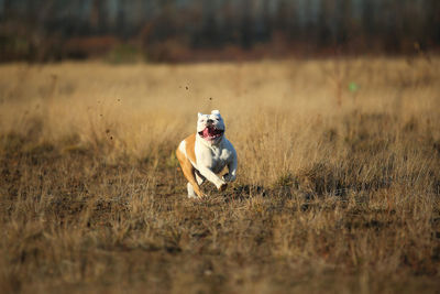 Dog running on field