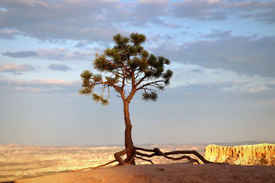 Tree on desert against sky