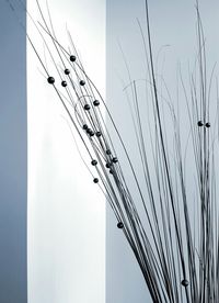 Low angle view of birds flying against sky