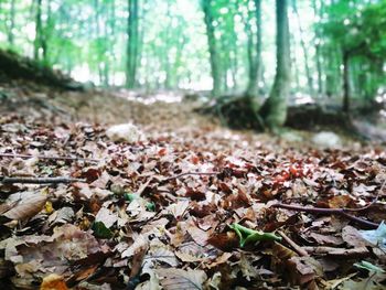 Autumn leaves on field in forest