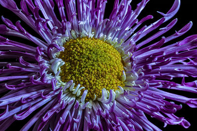 Close-up of purple flower