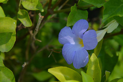 Close-up of purple flowering plant