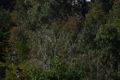 Trees growing in forest