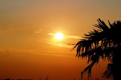 Silhouette palm trees at sunset