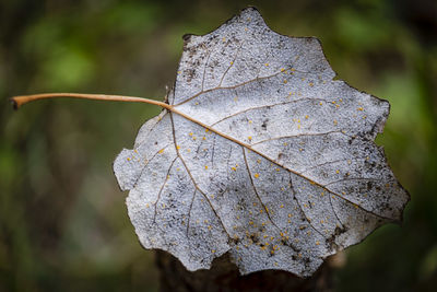 Close-up of dried leaf on plant