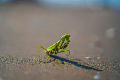 Close-up of grasshopper