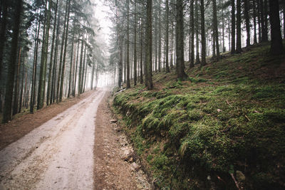 Footpath amidst pine trees in forest