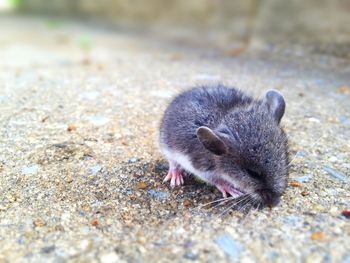 Close-up of mouse on field