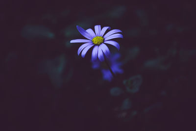 Close-up of purple flower