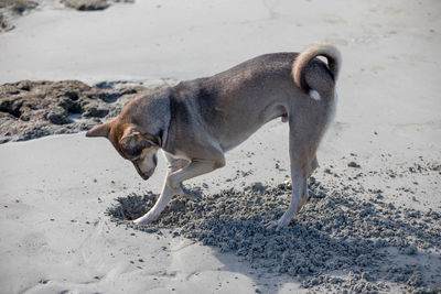 Dog running on sand