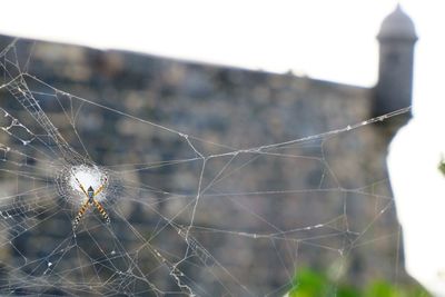 Close-up of spider web