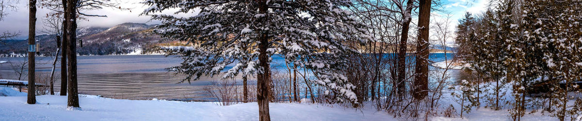 Bare trees on snow covered land