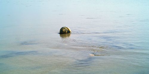 View of swimming in sea