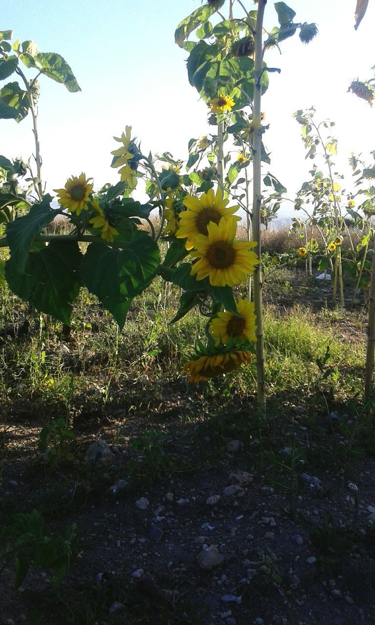 CLOSE-UP OF YELLOW FLOWERING PLANT ON FIELD