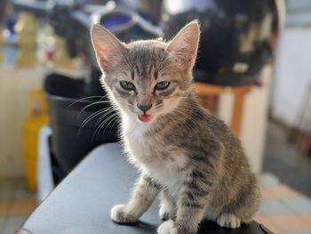 Close-up portrait of cat sitting on table